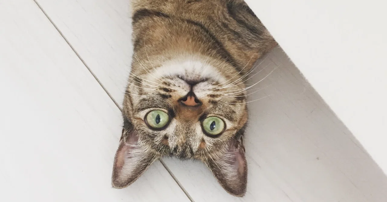 【2026年AI株トレンド】AIによって変動する上位10銘柄の予測_NVIDIA・Meta・AMDが上昇基調　AI関連銘柄が再び注目を集める